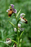 Image de Ophrys scolopax subsp. apiformis (Desf.) Maire & Weiller