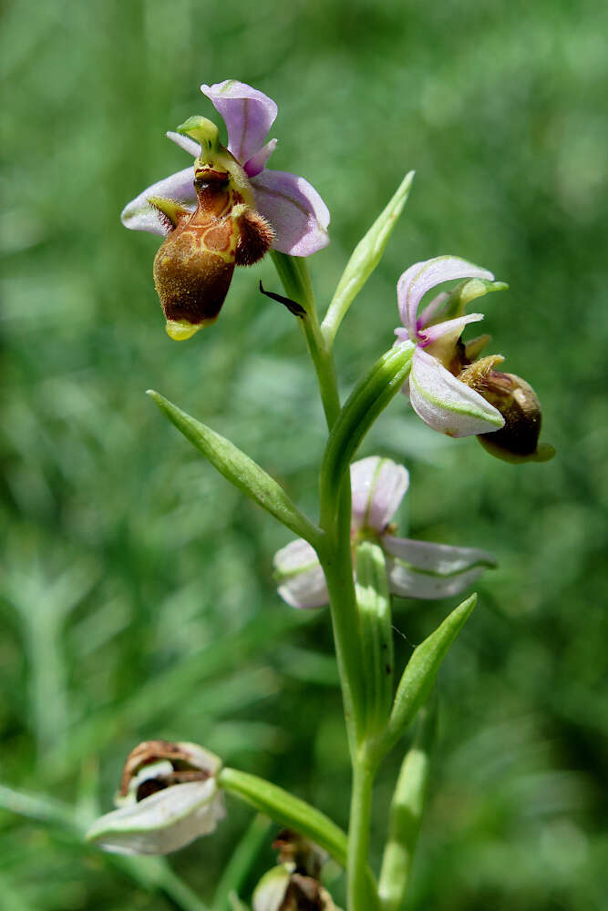 Image de Ophrys scolopax subsp. apiformis (Desf.) Maire & Weiller