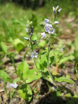 Image of Health Speedwell