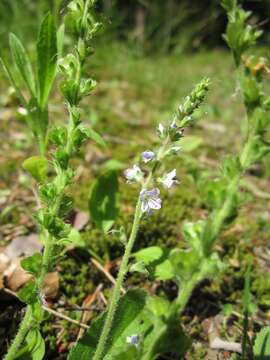 Image of Health Speedwell