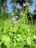 Image of Health Speedwell