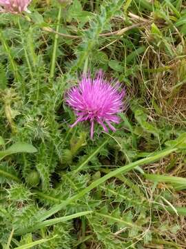 Image of dwarf thistle