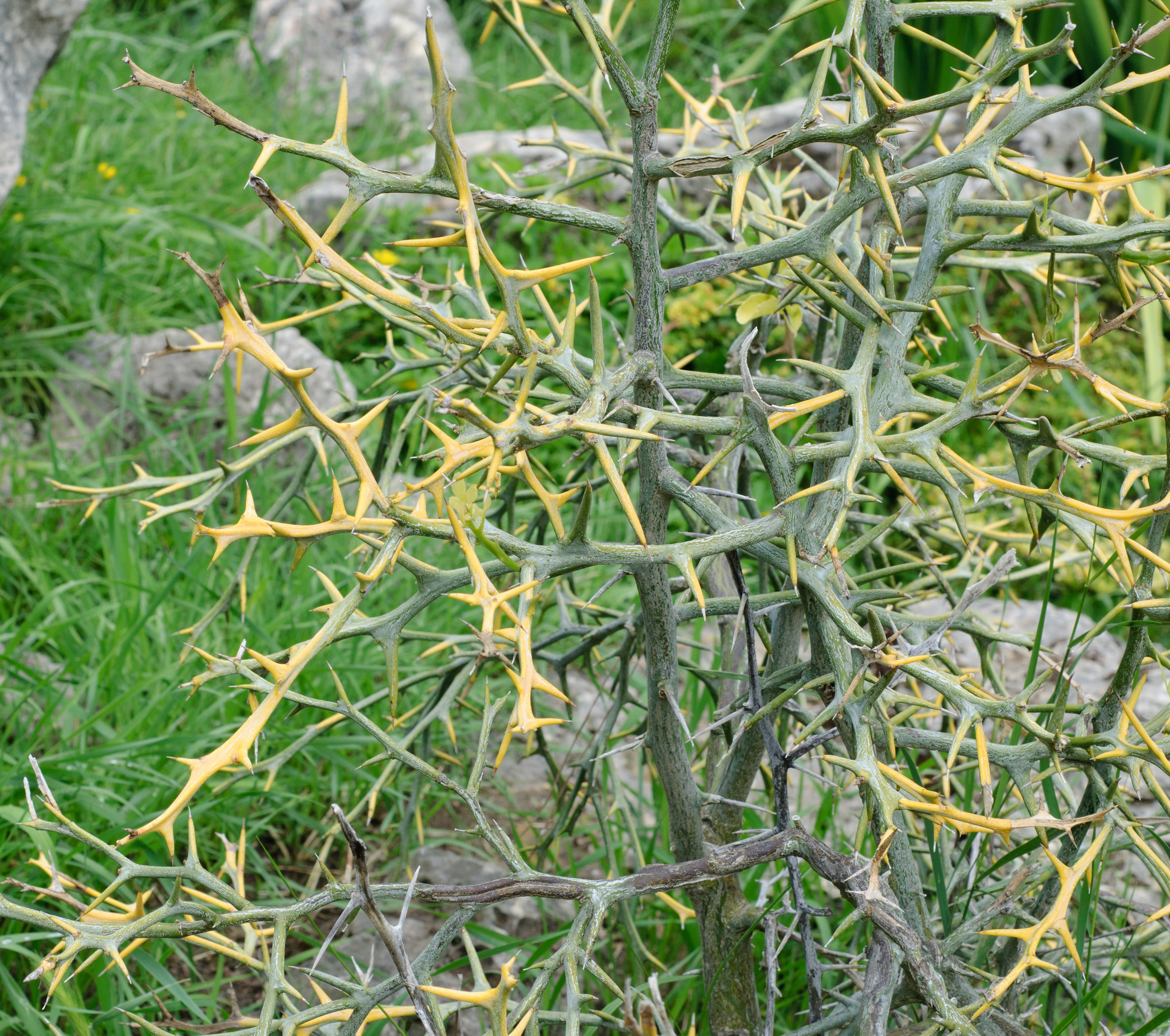 Image of <i>Poncirus trifoliata</i>