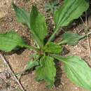 Image of Chinese Plantain