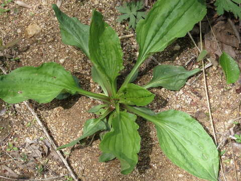 Plantago asiatica L. resmi