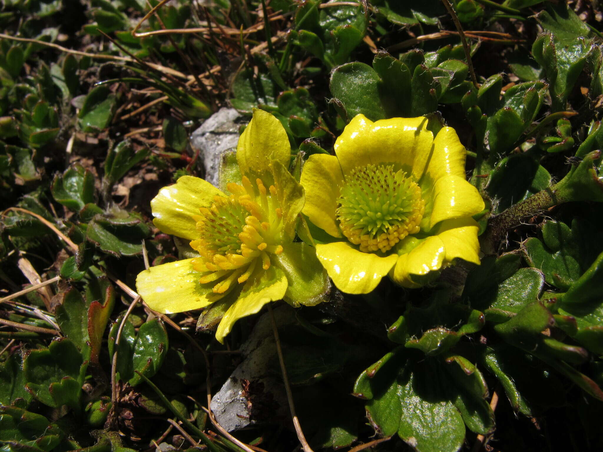 Image de Ranunculus pachyrrhizus Hook. fil.