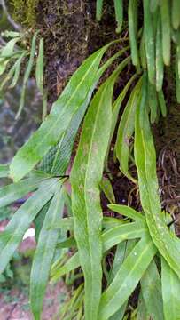Image of Pyrrosia davidii (Bak.) Ching