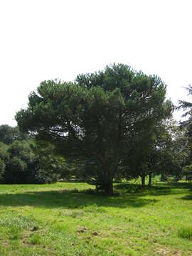 Plancia ëd Pinus pinea L.