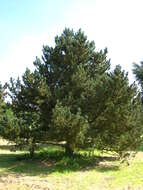 Image of Mountain Pine