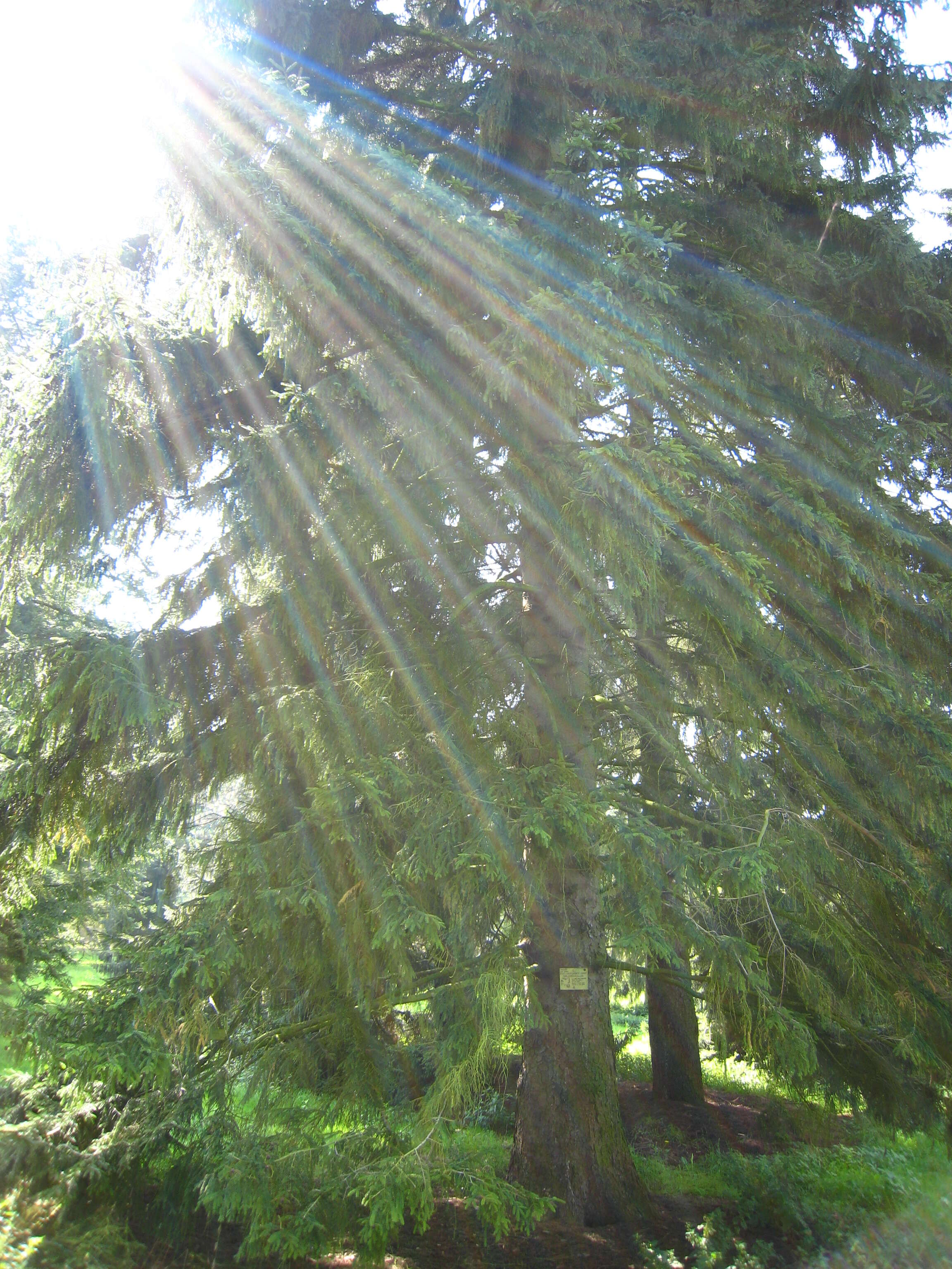 Image of Caucasian Spruce