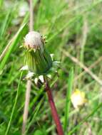 Image of Taraxacum longicorne Dahlst.