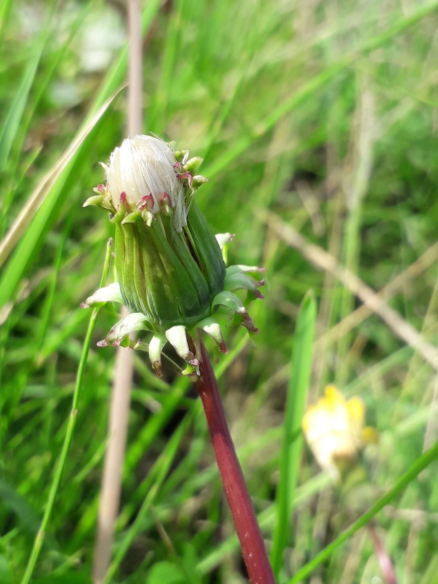 Image of Taraxacum longicorne Dahlst.