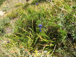 Image de Gentiana tianschanica Rupr.