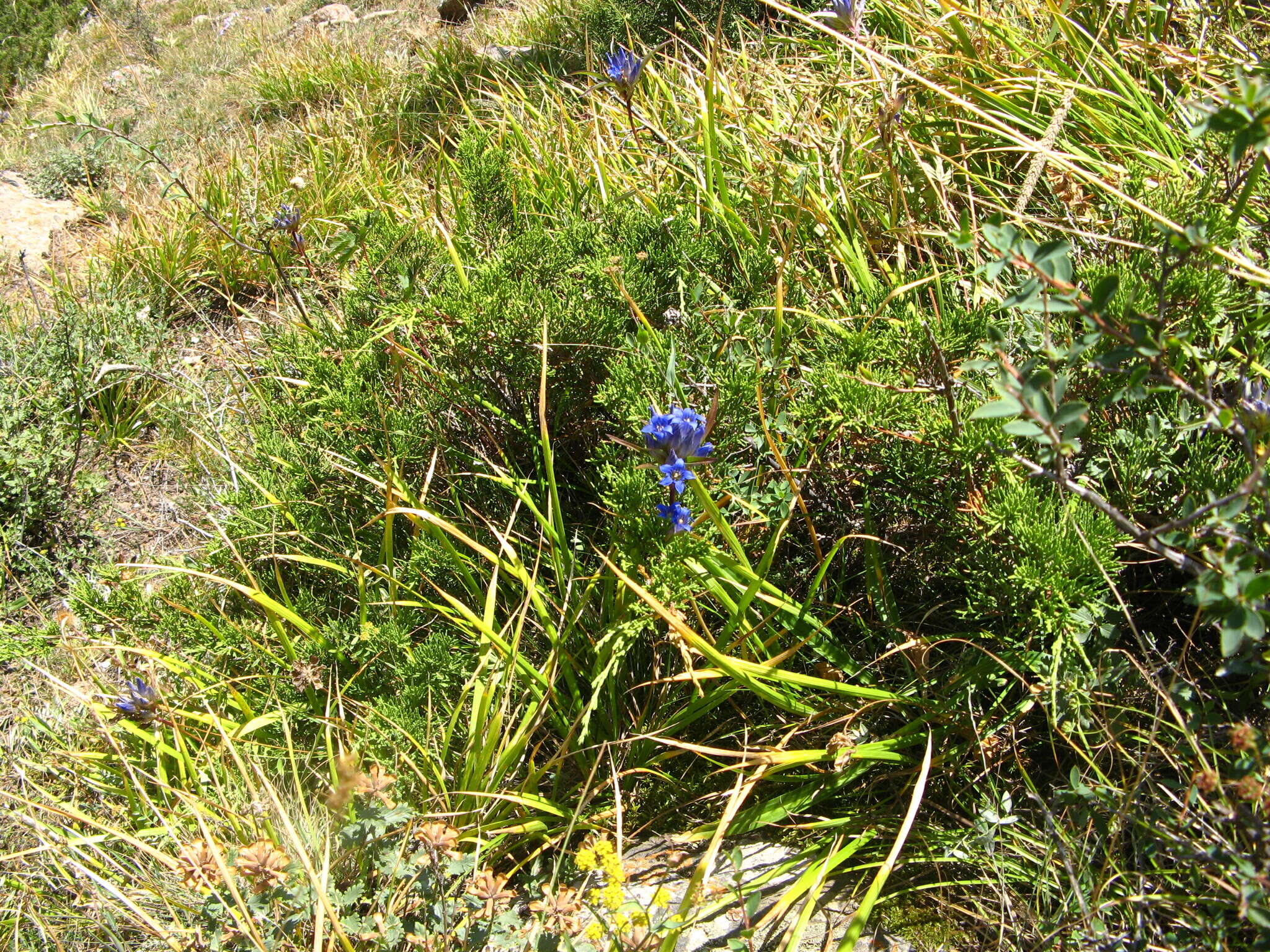 Image of Gentiana tianschanica Rupr.