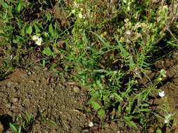 صورة Nemesia fruticans (Thunb.) Benth.