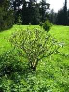 Image of Oriental paperbush