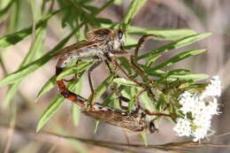 Image of Scleropogon picticornis Loew 1866