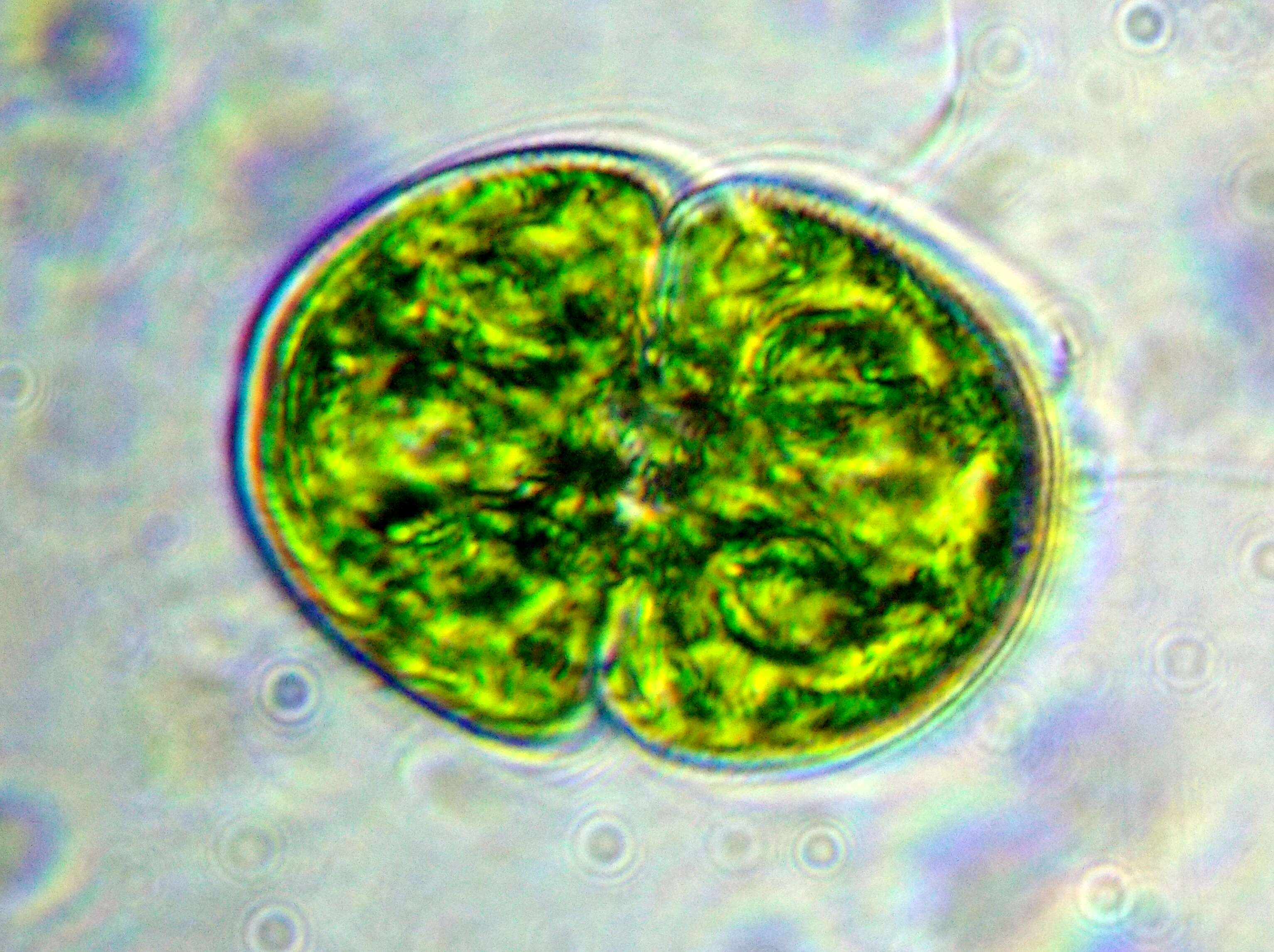 Image of cosmarian algae