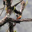 Image of White-tailed Nuthatch