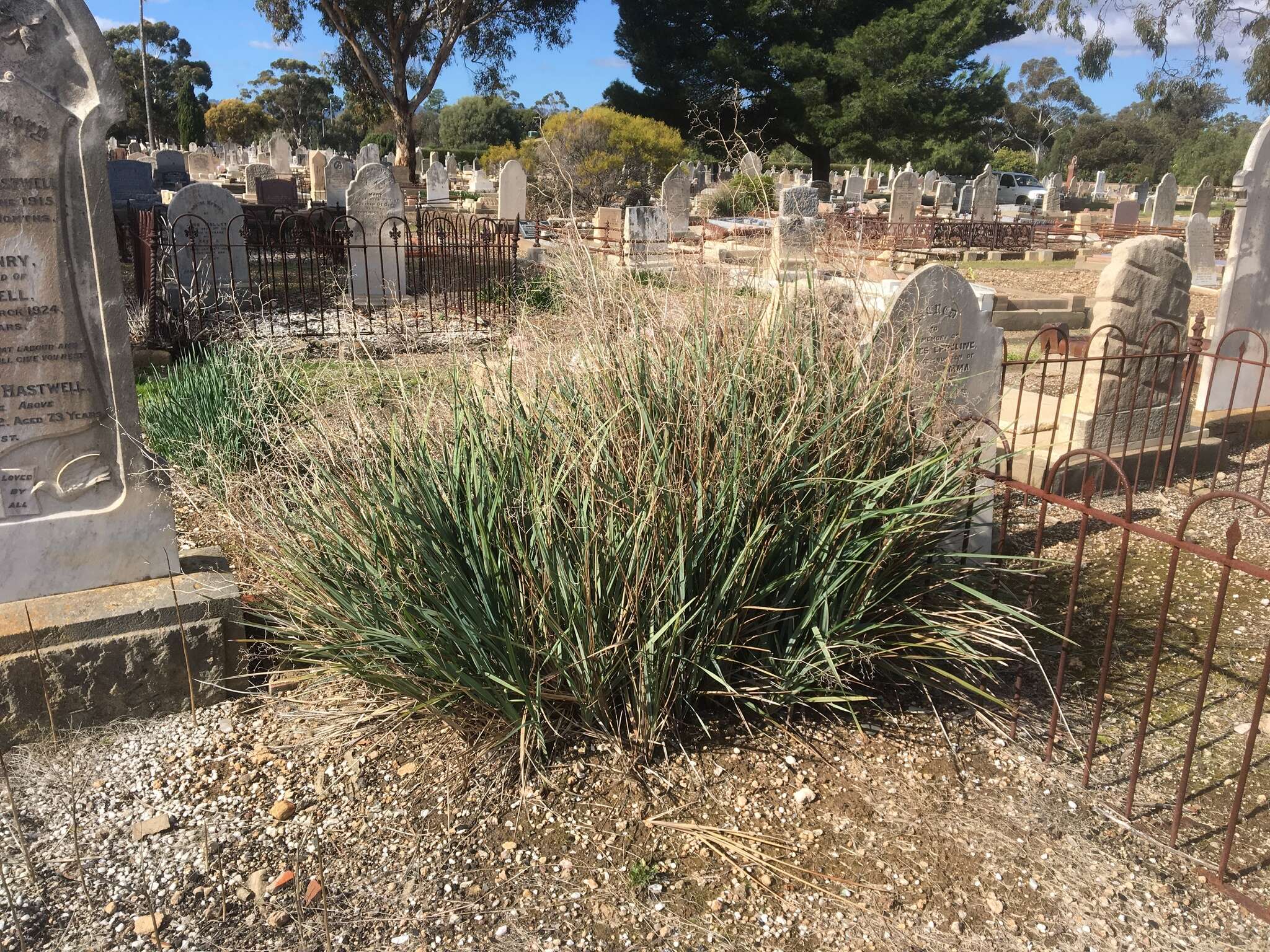 Image of Dianella revoluta var. revoluta