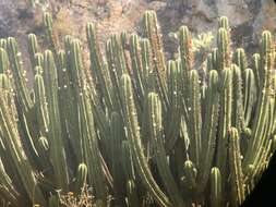 Image of Myrtillocactus schenckii (J. A. Purpus) Britton & Rose