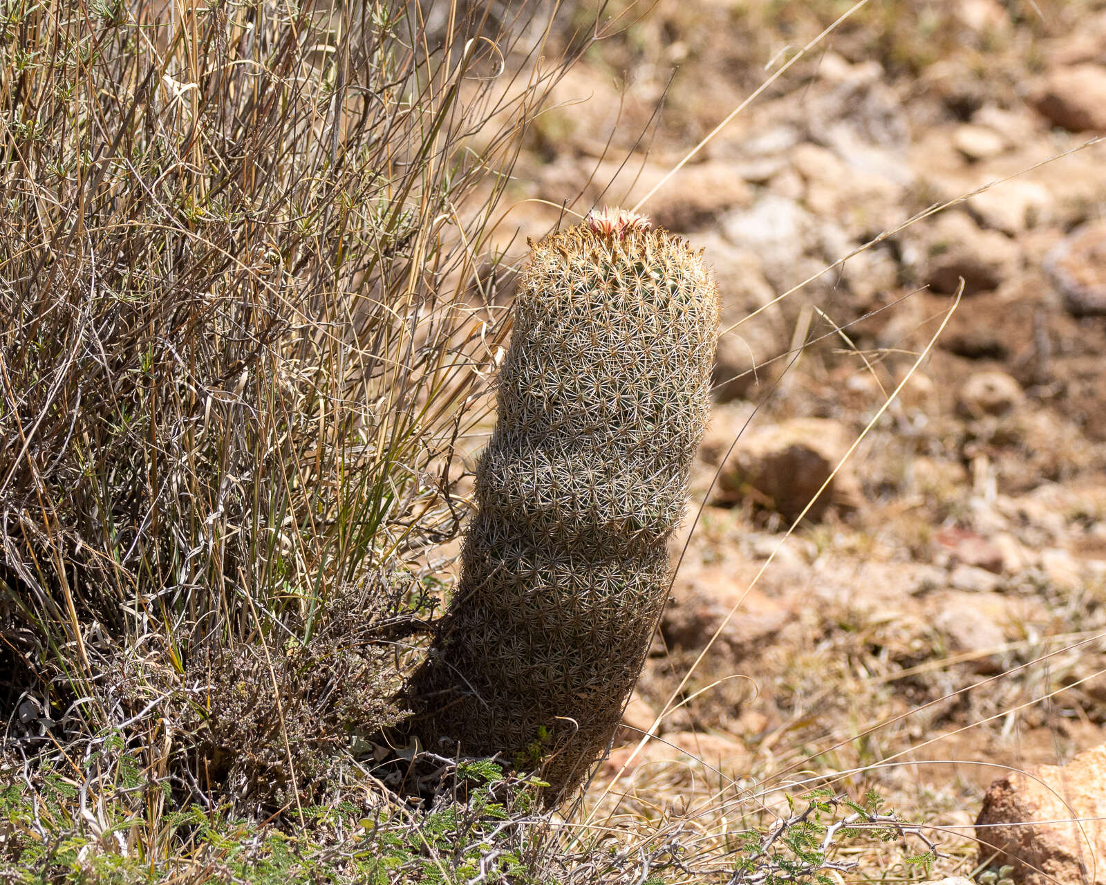 Image of Coryphantha potosiana (Jacobi) Glass & R. A. Foster