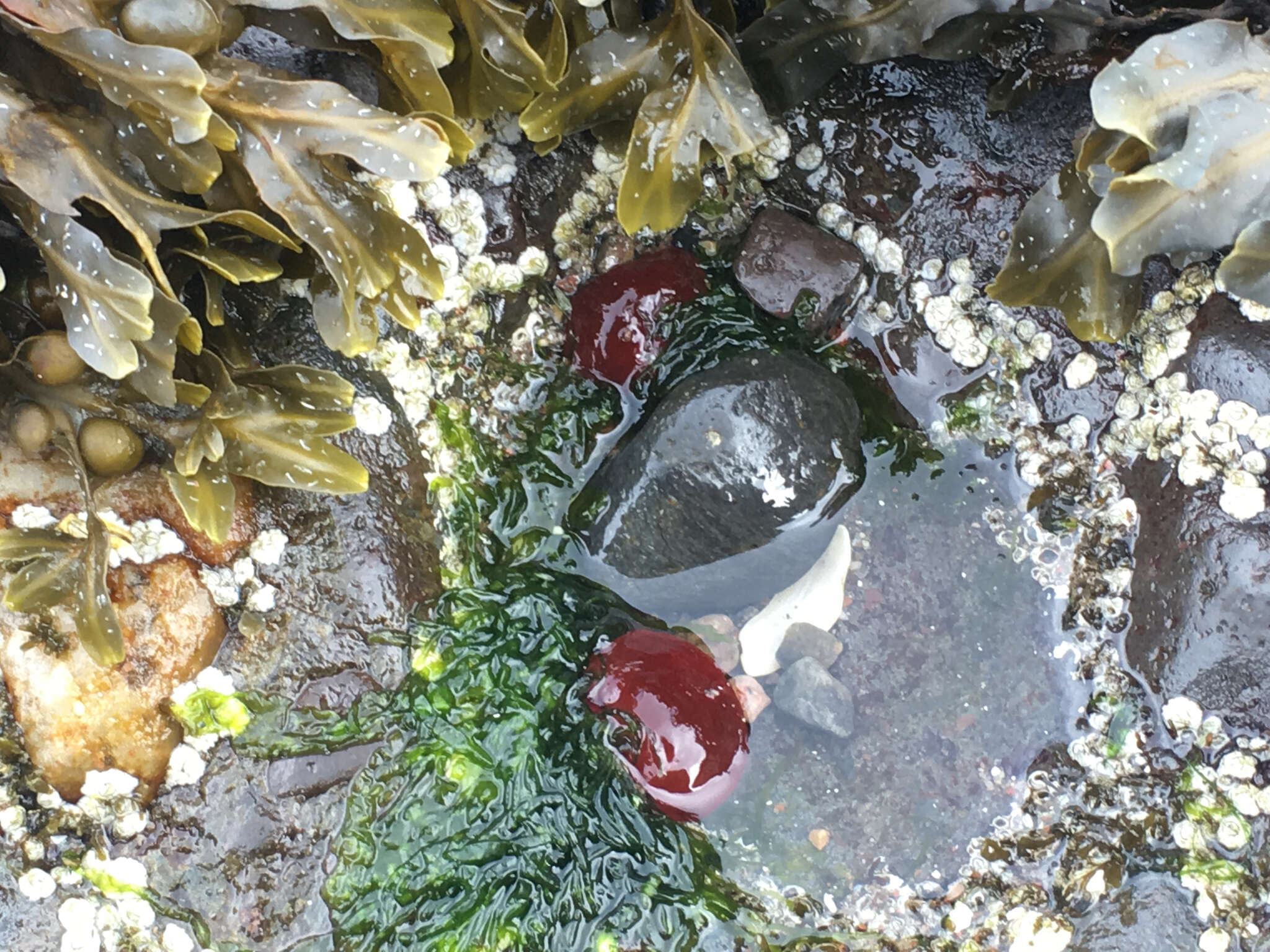 Image of Beadlet anemone