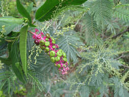 Image of American Nightshade