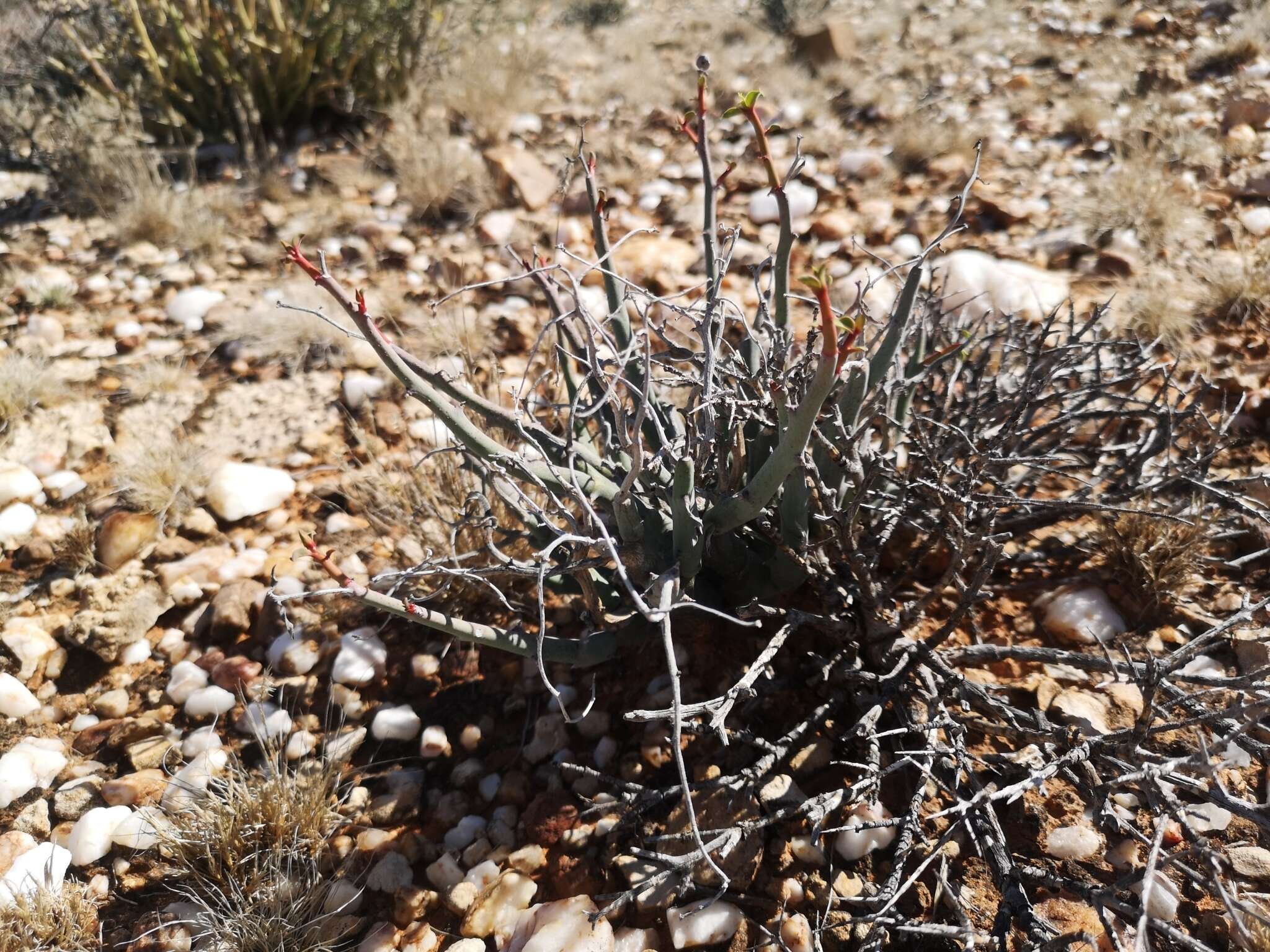 Imagem de Euphorbia gariepina subsp. gariepina