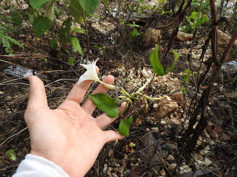 Image of Echites yucatanensis Millsp. ex Standl.