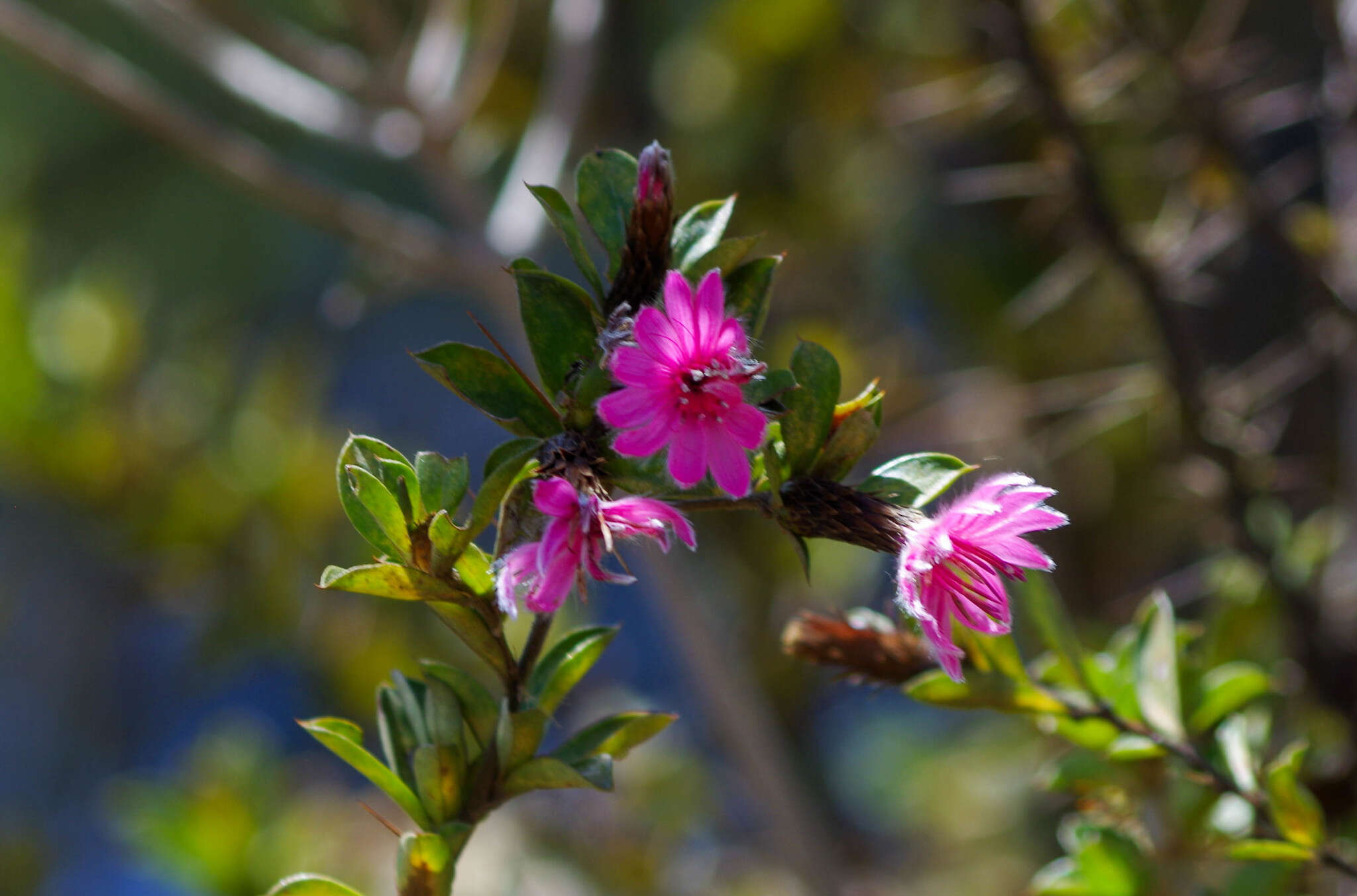 Image of Barnadesia arborea Kunth