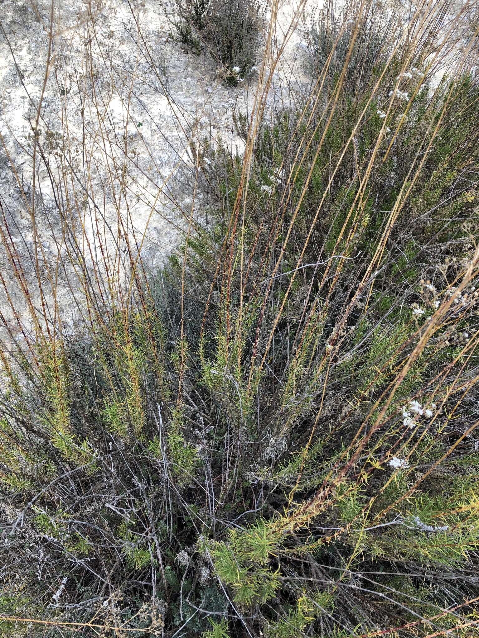 Image of Gypsophila struthium subsp. hispanica (Willk.) G. López González