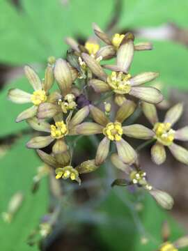 Image de Caulophyllum thalictroides (L.) Michx.