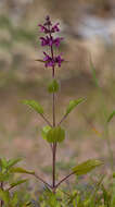 Image of hedge nettle