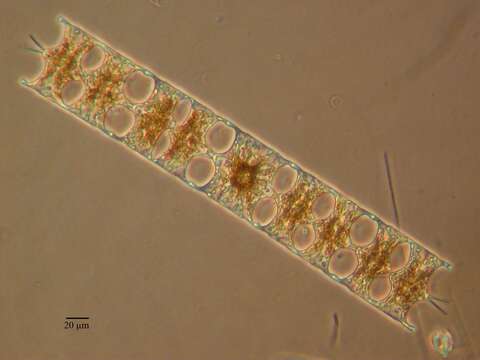 Imagem de Hobaniella longicruris (Greville) P. A. Sims & D. M. Williams ex Sims et al. 2018