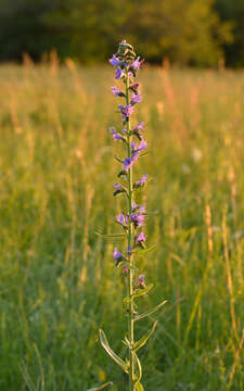 Imagem de Echium vulgare L.