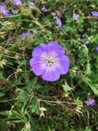 Image of Geranium wallichianum D. Don ex Sweet