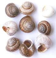 Image of Copse Snail