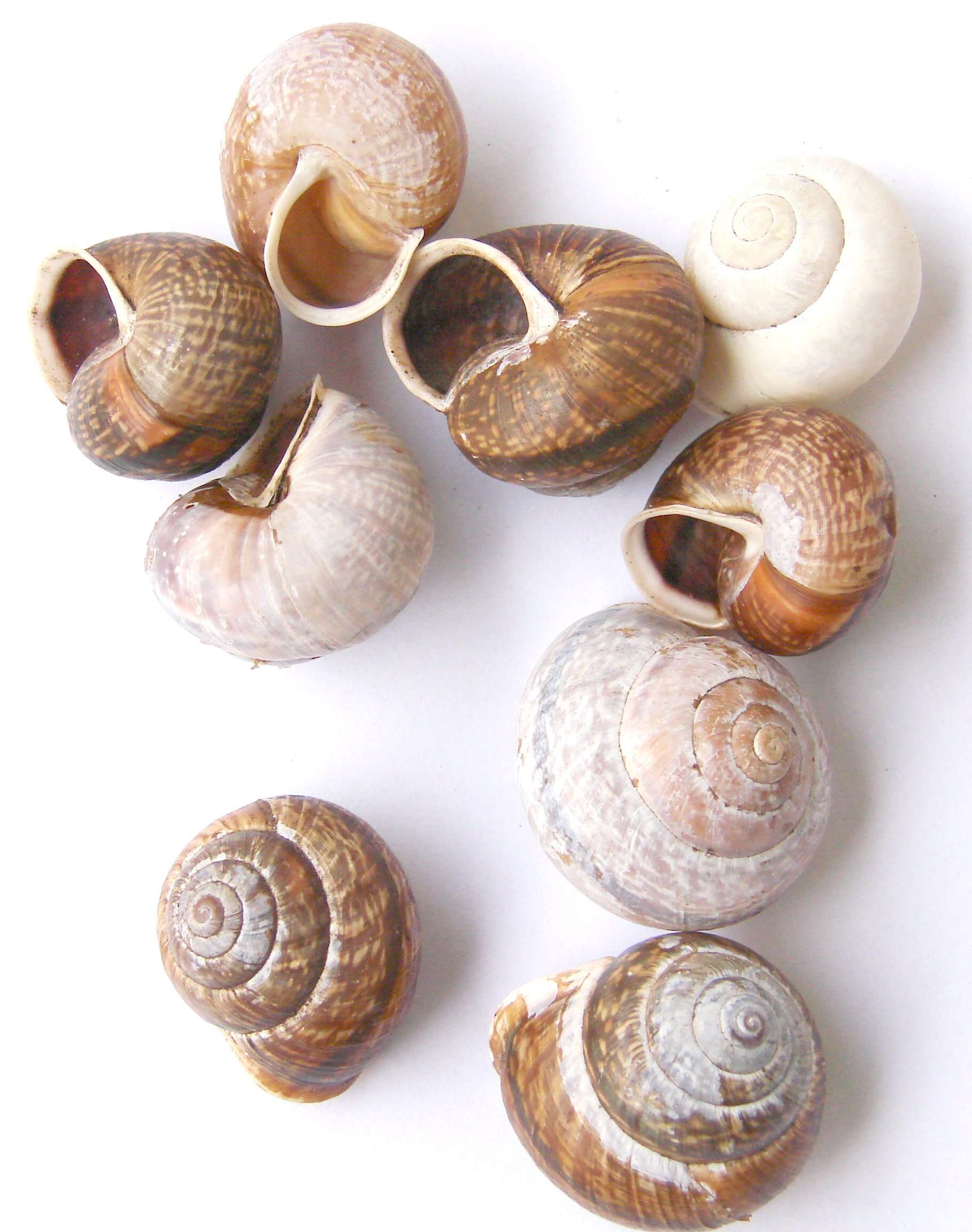 Image of Copse Snail