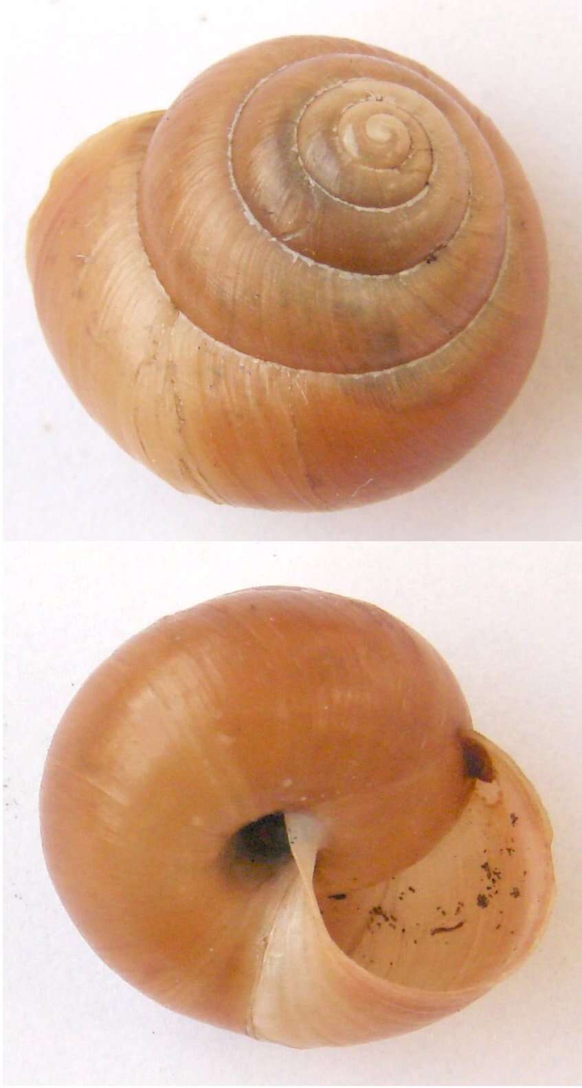 Image of brush snail