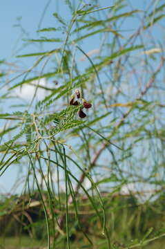 Image of bigpod sesbania