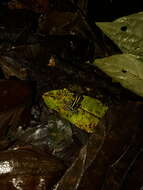 Image of Zimmermann's Poison Frog