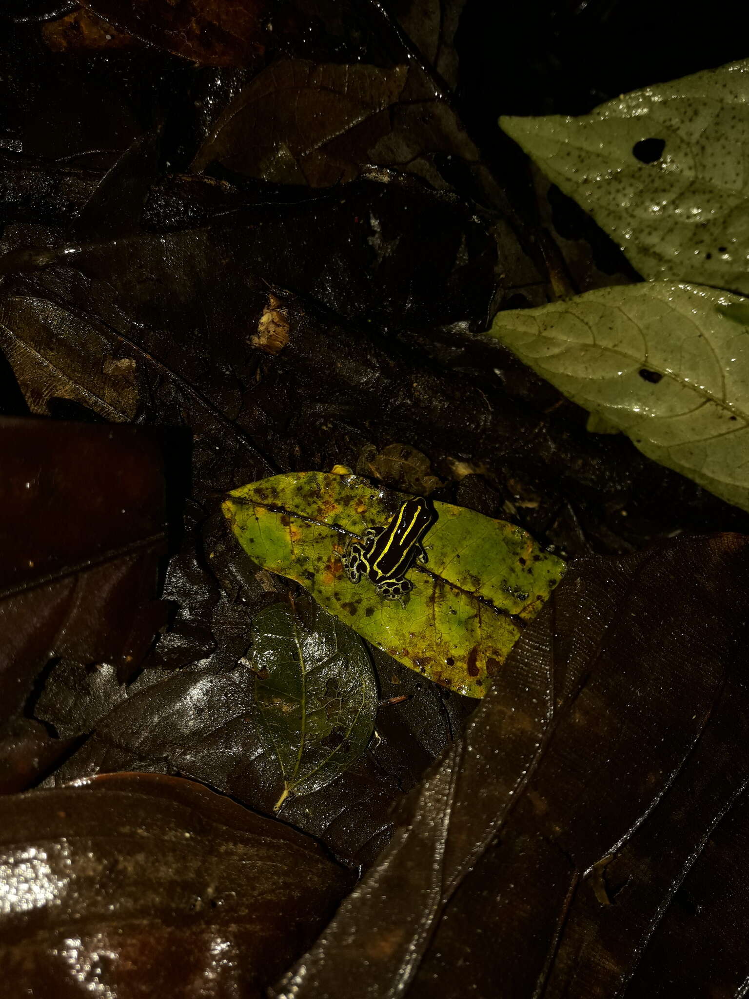 Image of Zimmermann's Poison Frog