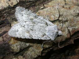 Image of grey shoulder-knot