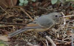 Image of Australian Golden Whistler