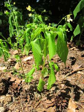 Image of small balsam