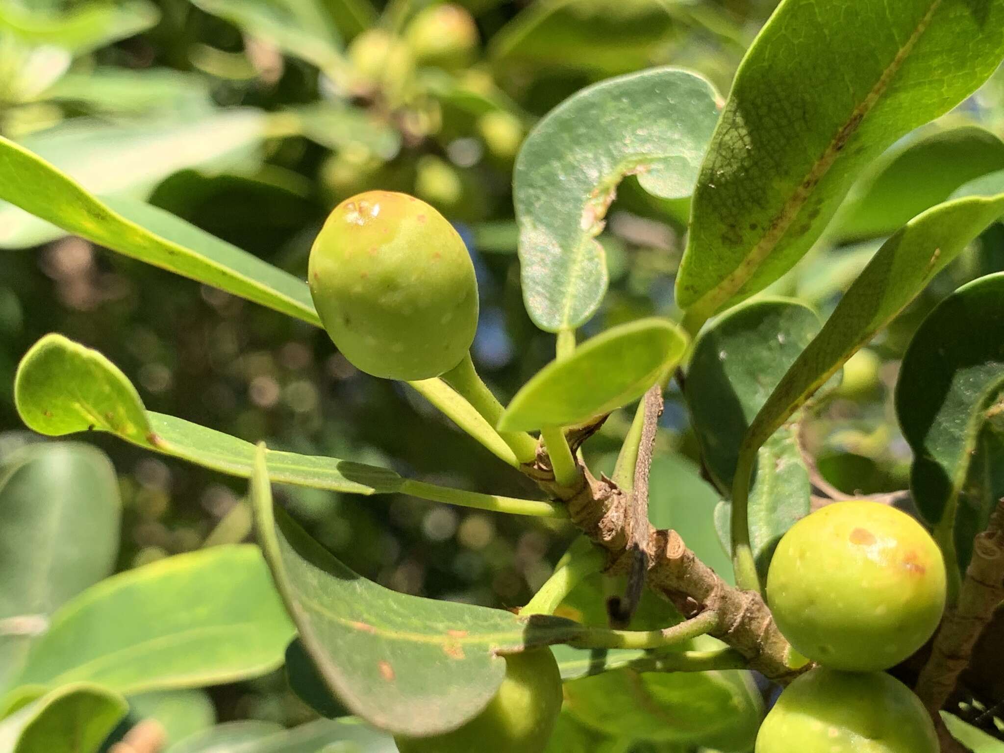 Ficus natalensis subsp. natalensis的圖片