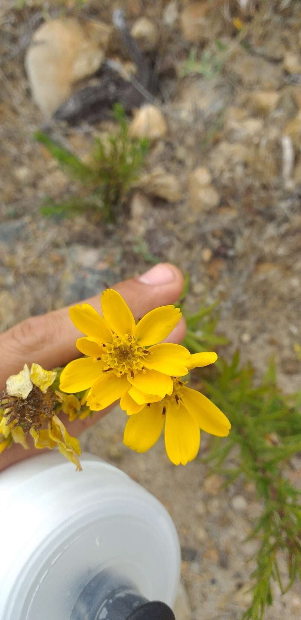 Image of Adenothamnus validus (T. S. Brandeg.) Keck