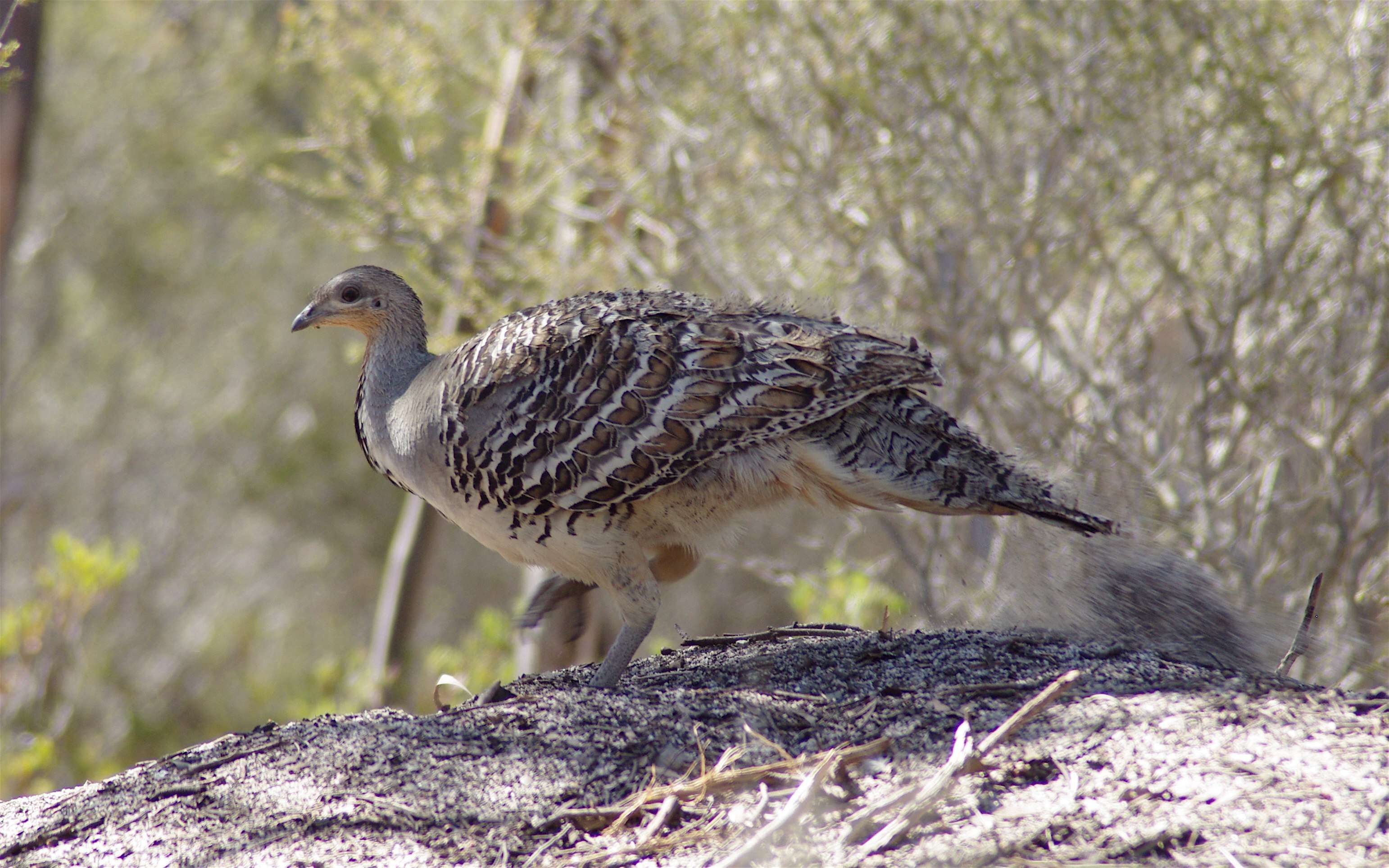 Image of megapodes