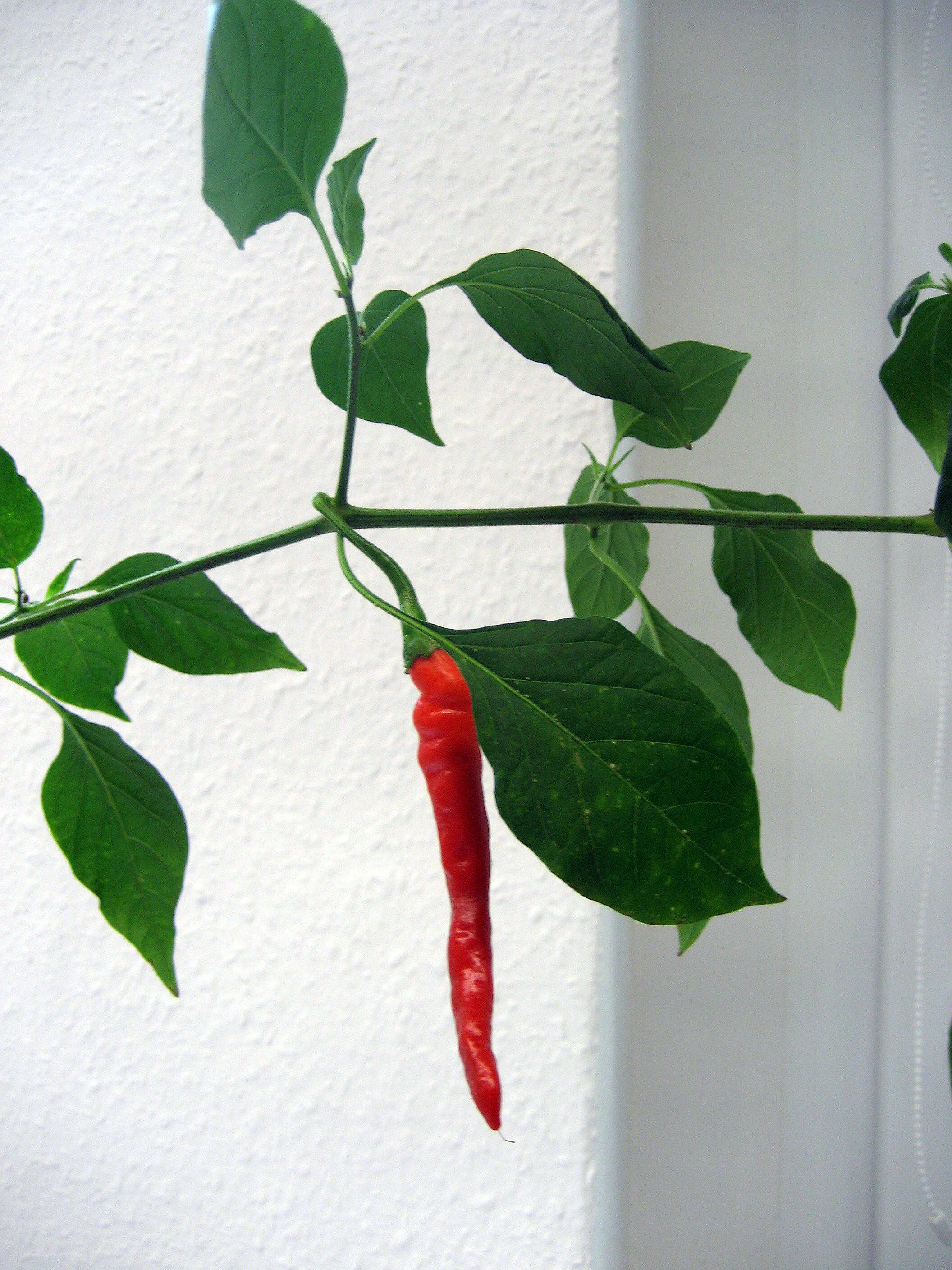 Image of Capsicum chinense